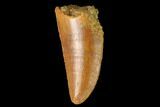 Serrated, Raptor Tooth - Real Dinosaur Tooth #163892-1